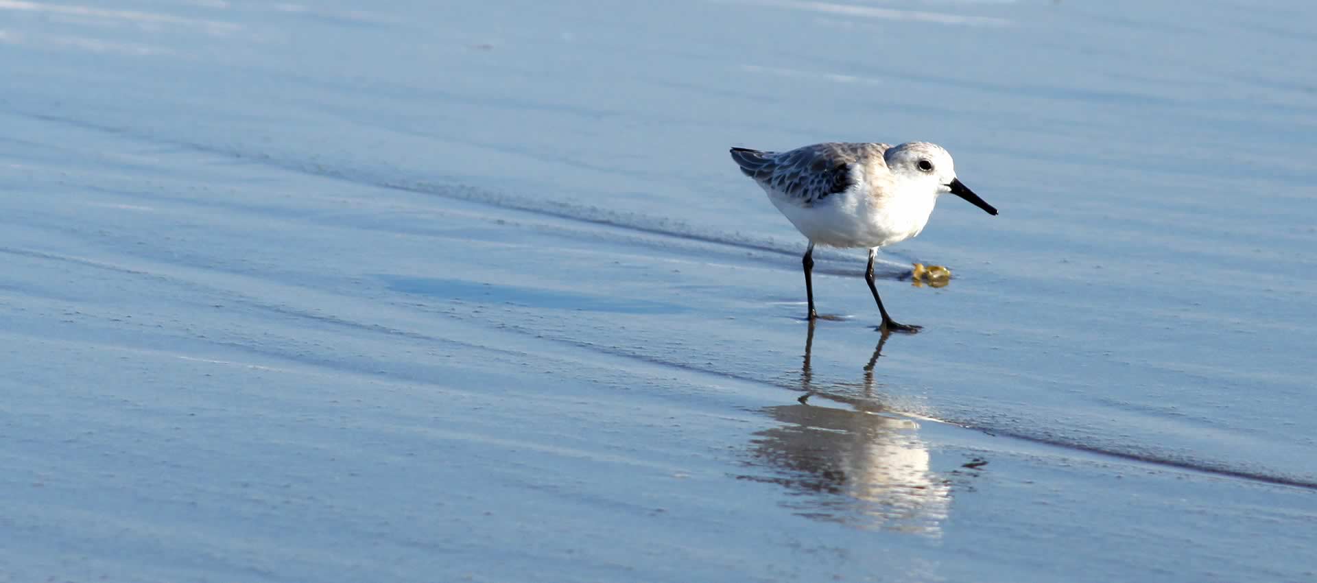 Oceanfront-cottages-sandpiper